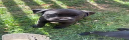 Staffordshire Bull Terrier dogs for sale: True to type kc registered Staffies  in Crawley - Advert 2