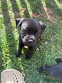 Staffordshire Bull Terrier 6