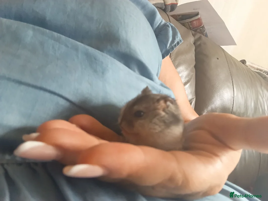 Hamster rodents for sale: Russian dwarf  - Advert 3