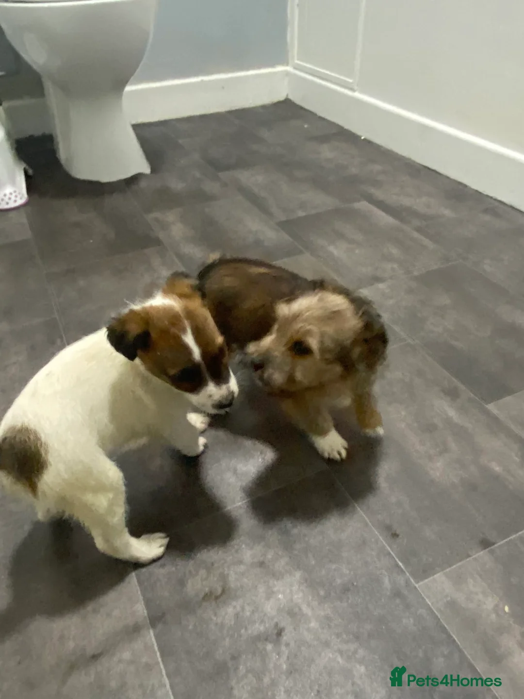 Mixed Breed dogs for sale: Jacky/Lakeland terrier  in Kilmarnock - Advert 9