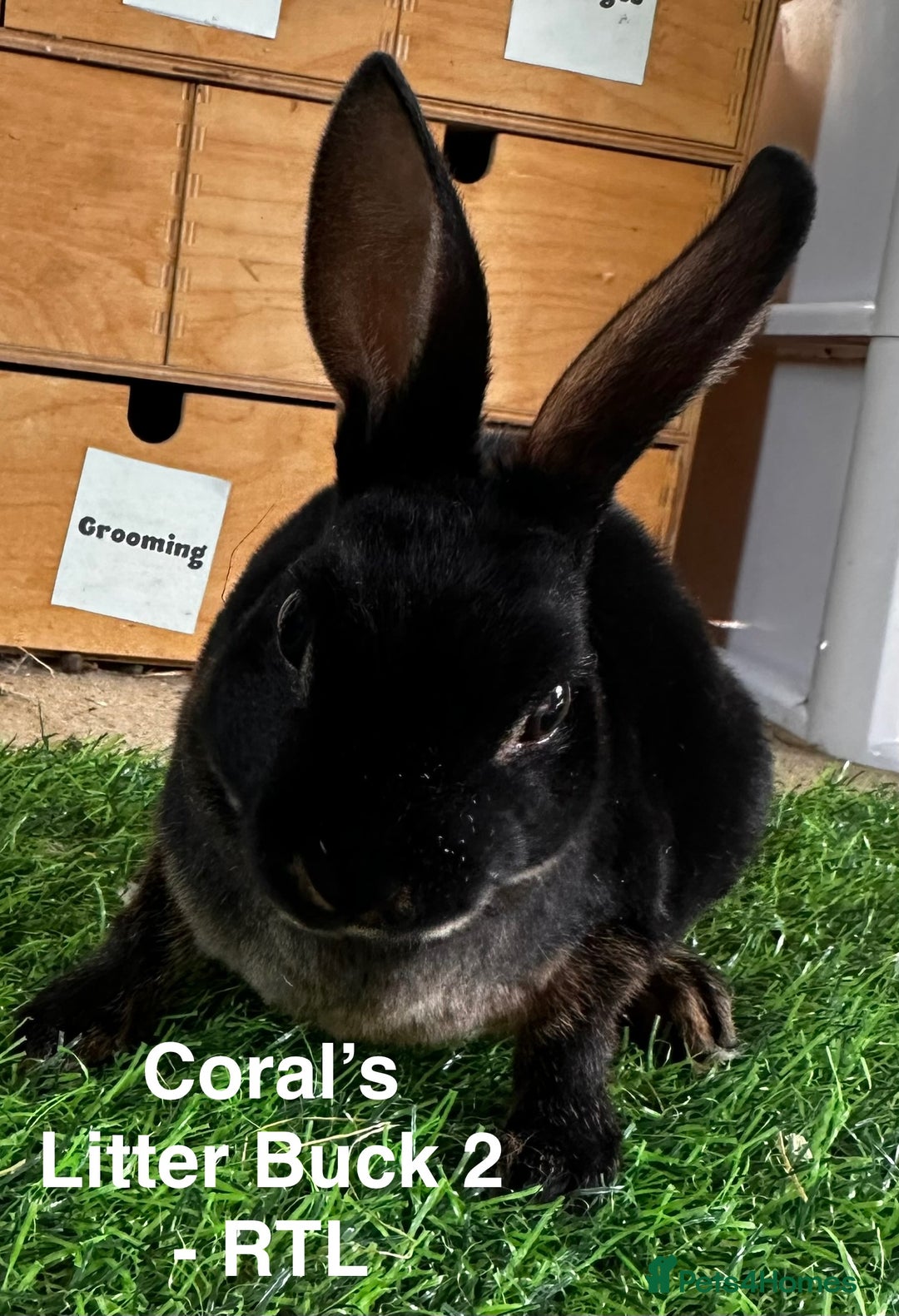 Rex rabbits for sale: Black and Tan Mini Rex  - Image 20