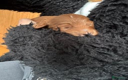 Labradoodle dogs for sale: Labradoodles for sale  - Image 3