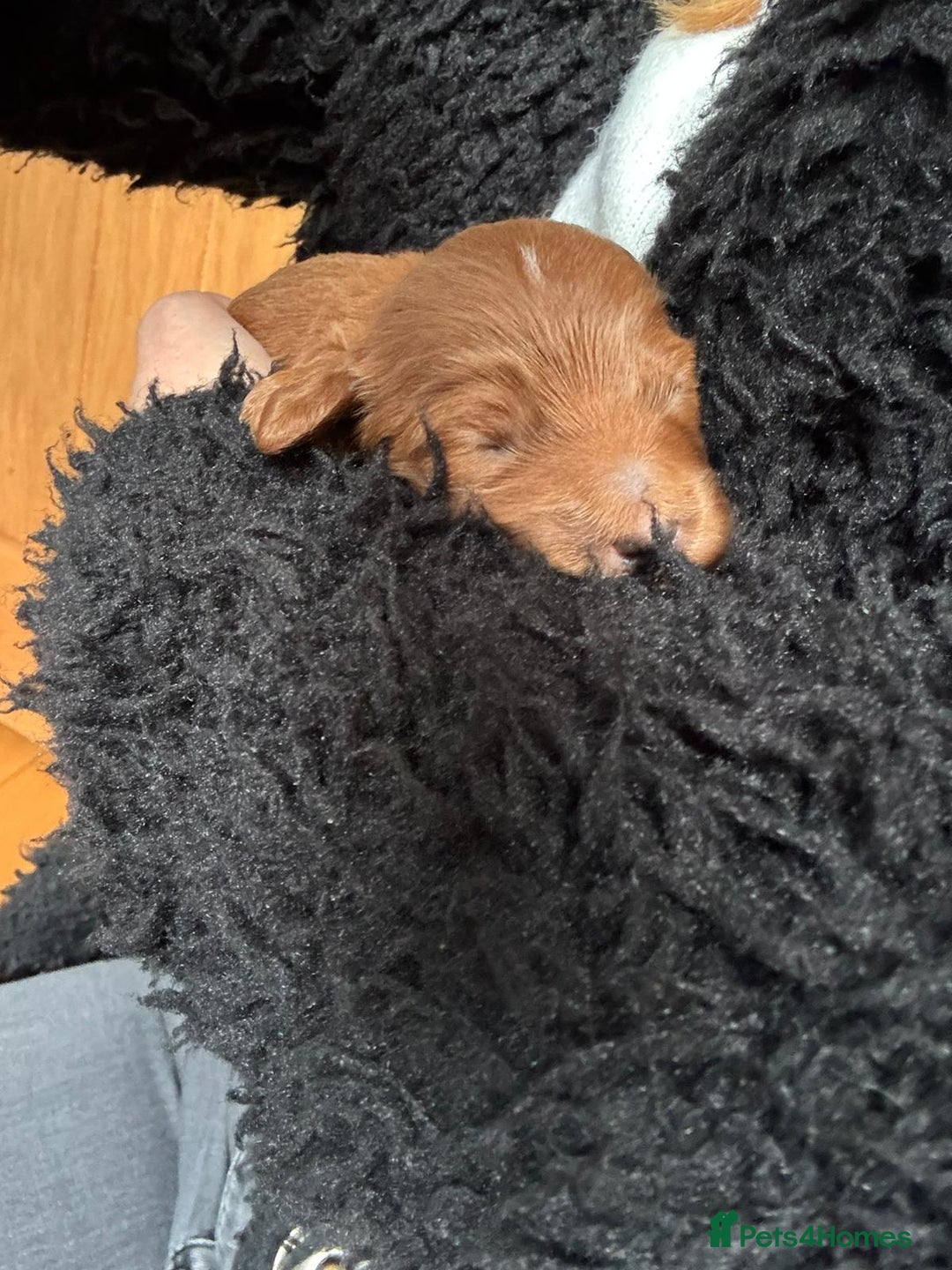 Labradoodle dogs for sale: Labradoodles for sale  - Image 3