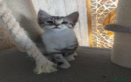 Maine Coon cats for sale: Beautiful X Maine-coon kittens 😸 ♥️ 😍 ❤️ - Image 7