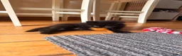 Mixed Breed cats for sale: 2 gorgeous long hair kittens ready for collection  - Advert 16