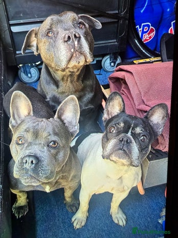 Mixed Breed dogs - Advert 11