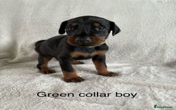 Dobermann dogs for sale: Beautiful European KC reg Doberman Puppies - Image 24