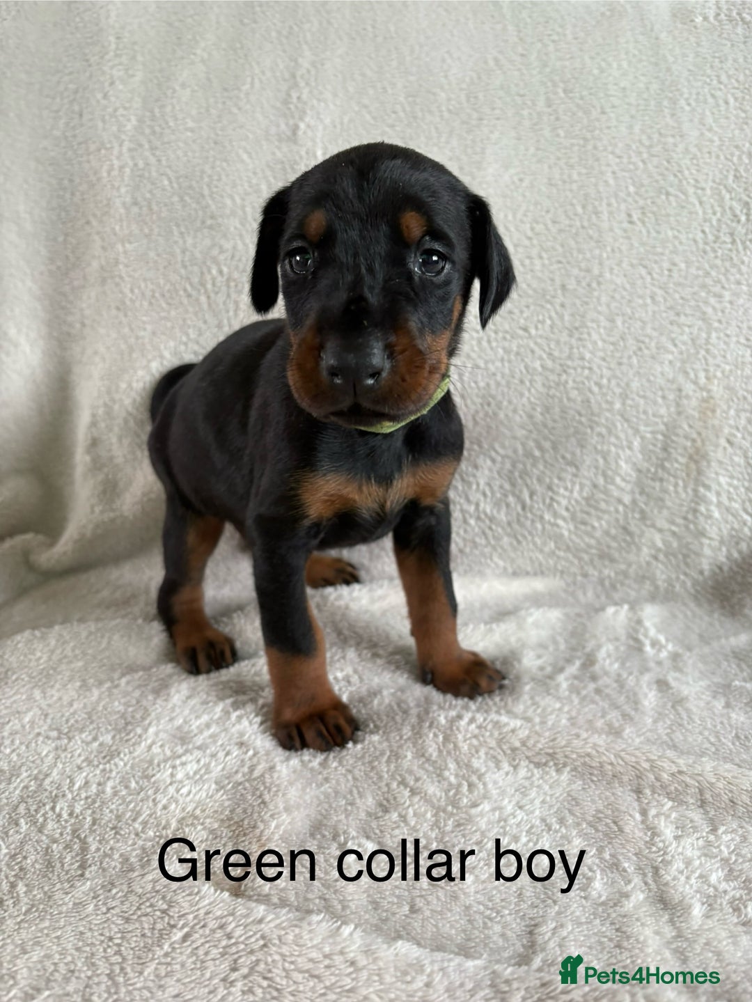 Dobermann dogs for sale: Beautiful European KC reg Doberman Puppies - Image 24