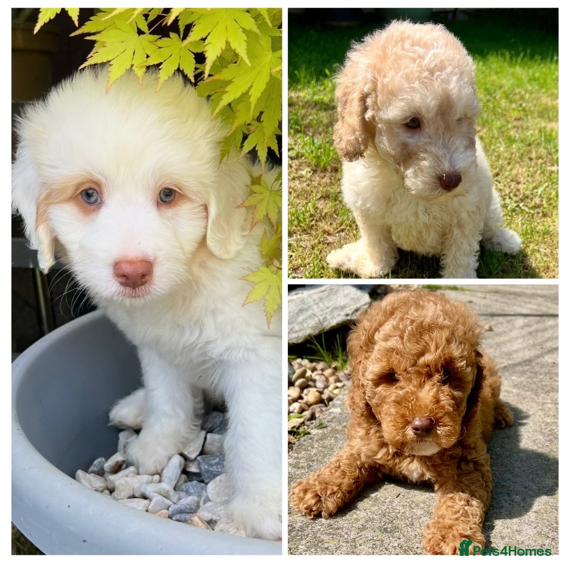 Labradoodle dogs READY NOW! Labradoodles F1b Health tested parents  - Advert 1
