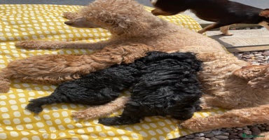 Miniature Poodle dogs - Advert 4