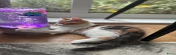 Domestic Shorthair cats for sale: Domestic shorthair cats  - Advert 7