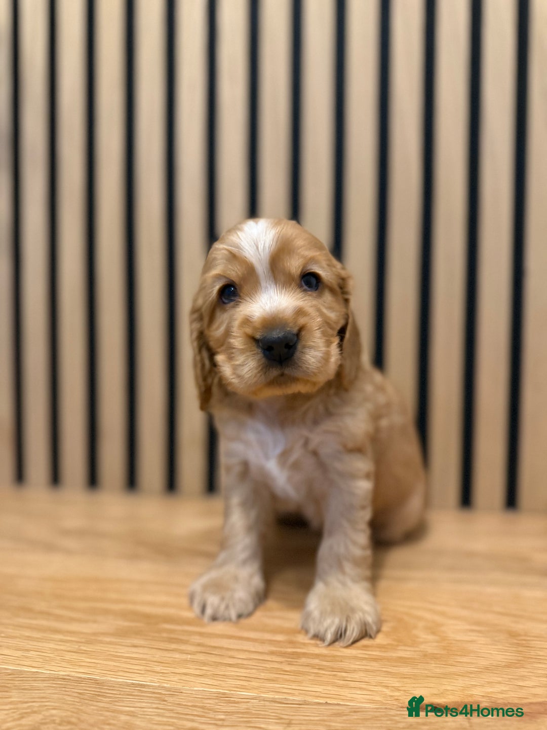 Cocker Spaniel dogs for sale: 5* OUTSTANDING KC SHOW COCKER SPANIELS ✨ - Advert 5