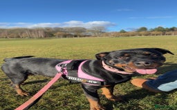 Rottweiler dogs for sale: Zulu 4 year old Rottweiler  - Image 2
