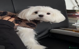 Maltipoo dogs for sale: *** Tiny Korean Maltipoo Babies *** - Image 9