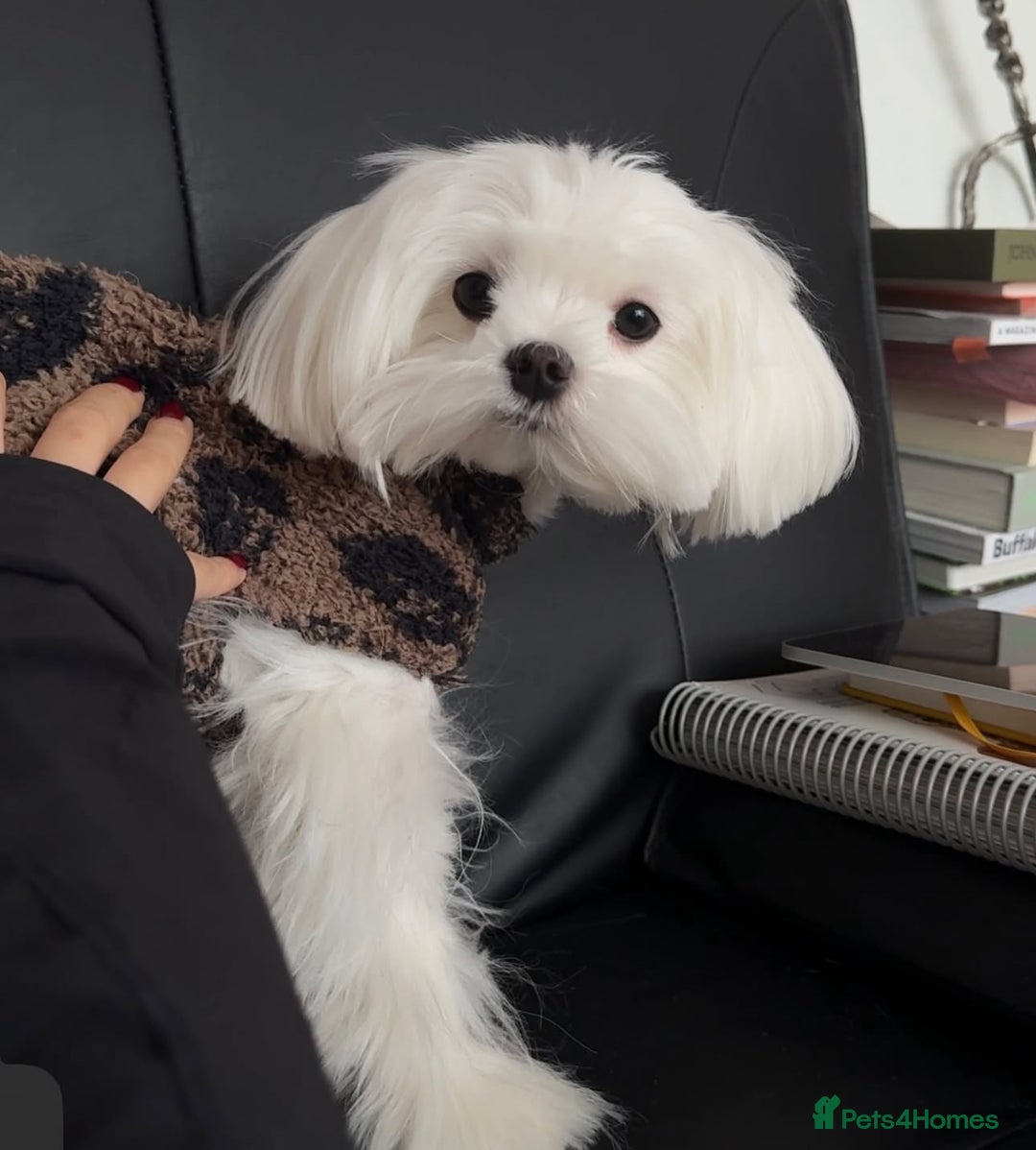 Maltipoo dogs for sale: *** Tiny Korean Maltipoo Babies *** - Image 9