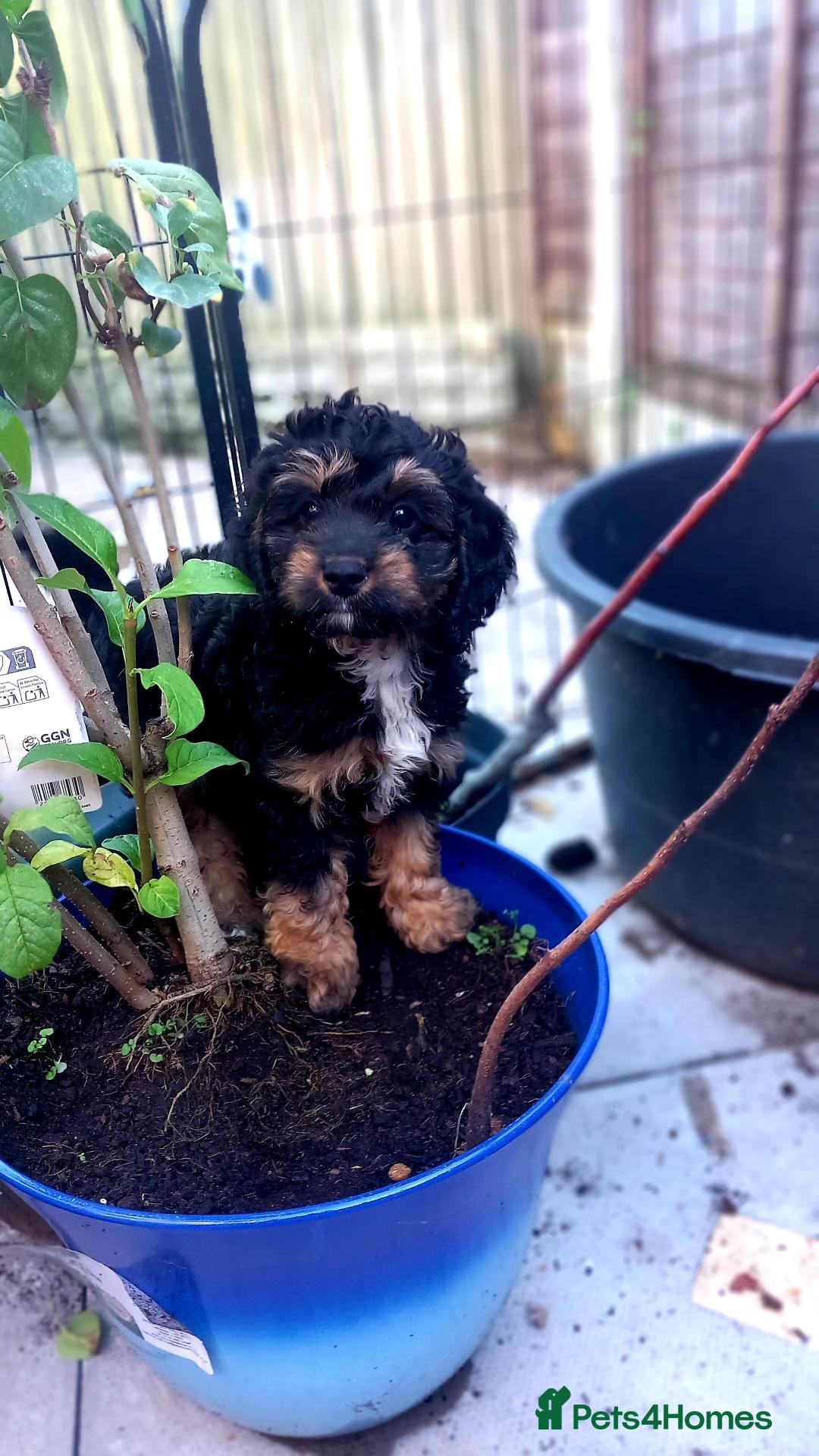 Cavapoo dogs 2 LEFT!! 4 Weeks free insurance  - Advert 2