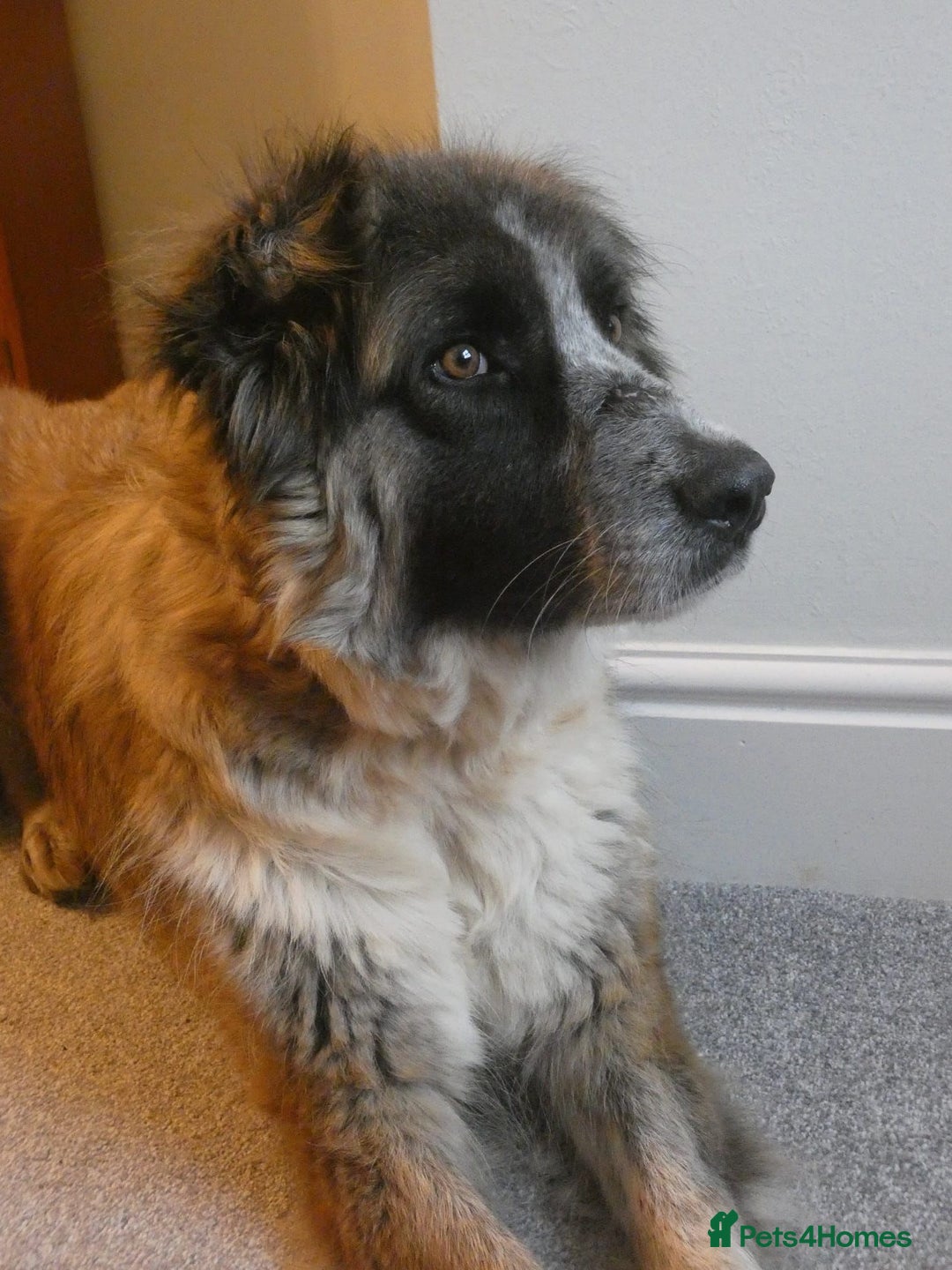 Mixed Breed dogs for adoption: Peggy  - Advert 7