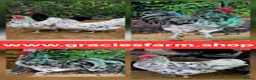 Chickens poultry for sale: Hatching Eggs Australorp Legbar Olive Polish Wyand - Advert 4