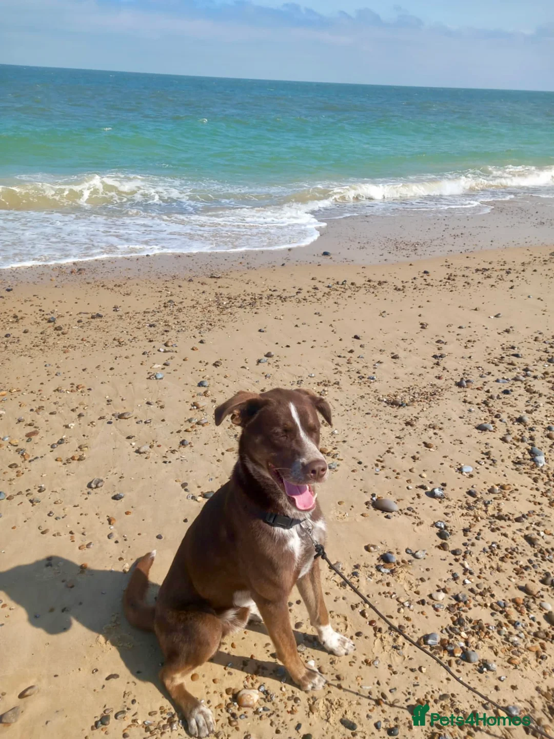 Mixed Breed dogs for sale: Zeus, 20 month old Dalmatian x Husky - Advert 3