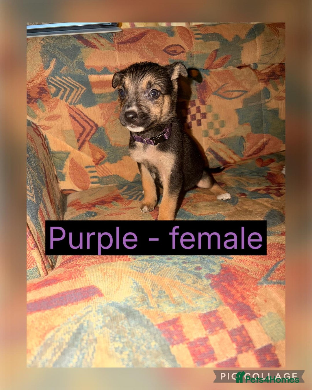 Mixed Breed dogs for sale: German shepherd X Border Collie  - Advert 3