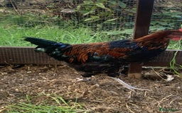Chickens poultry for sale: FREE - 18 Week Copper Marans Cockerel  - Image 2