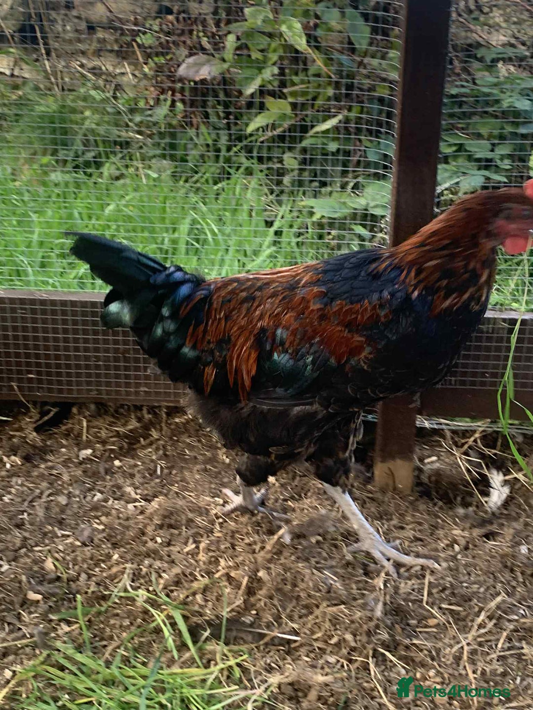 Chickens poultry for sale: FREE - 18 Week Copper Marans Cockerel  - Image 2
