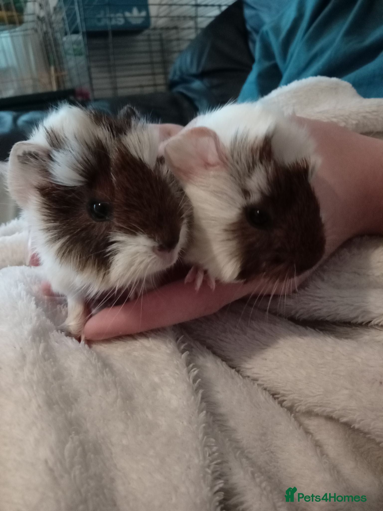 Guinea Pig rodents 5 Baby Half-Peruvian Guinea Pigs for Sale - Advert 1