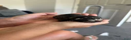 Mixed Breed cats for sale: Gorgeous male kittens  - Advert 18