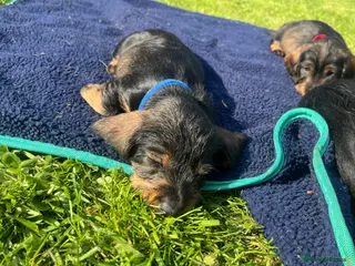 Dachshund dogs Kc registered Standard wire haired dachshund pups - Advert 7