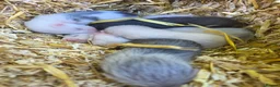 Ferret rodents for sale: Beautiful ferret kits - Advert 1