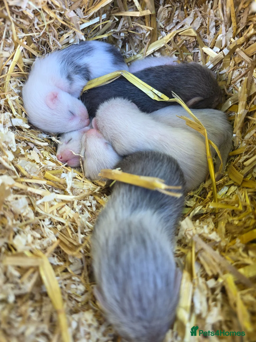 Ferret rodents for sale: Beautiful ferret kits - Advert 1