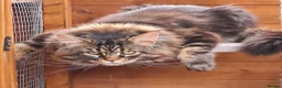 Maine Coon cats for sale: Beautiful Mainecoon kittens  - Advert 11