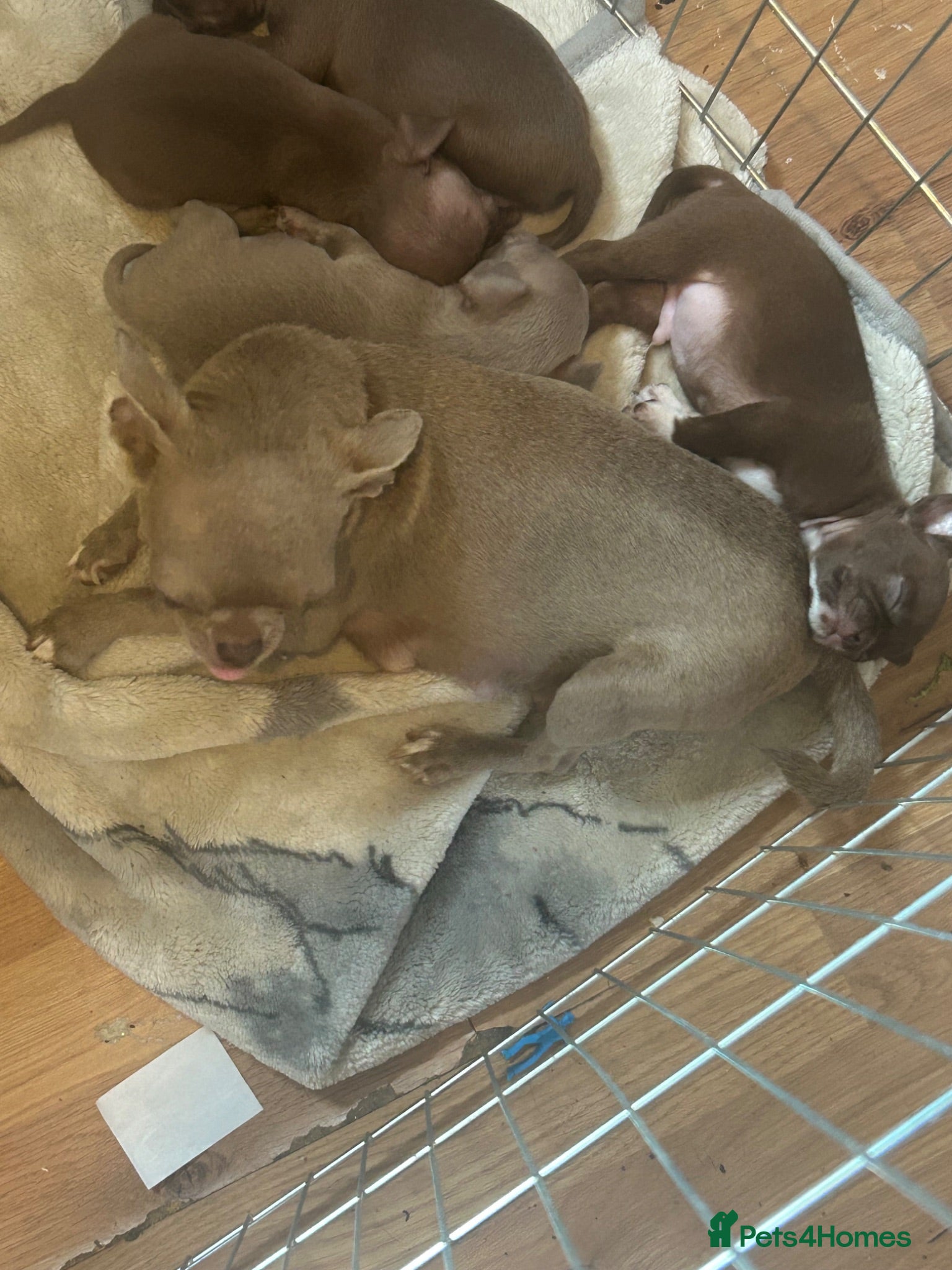 Chihuahua dogs  Cute Chocolate Chihuahuas  - Advert 5
