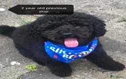 Cockapoo dogs for sale: F1B Cockapoo - Image 15