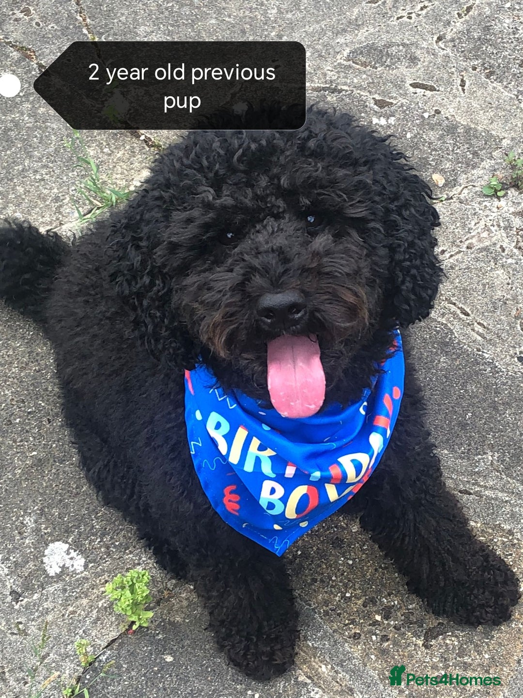 Cockapoo dogs for sale: F1B Cockapoo - Image 15
