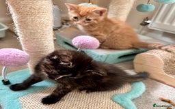 Mixed Breed cats for sale: Amiable bengal mix tabby kittens - Image 19