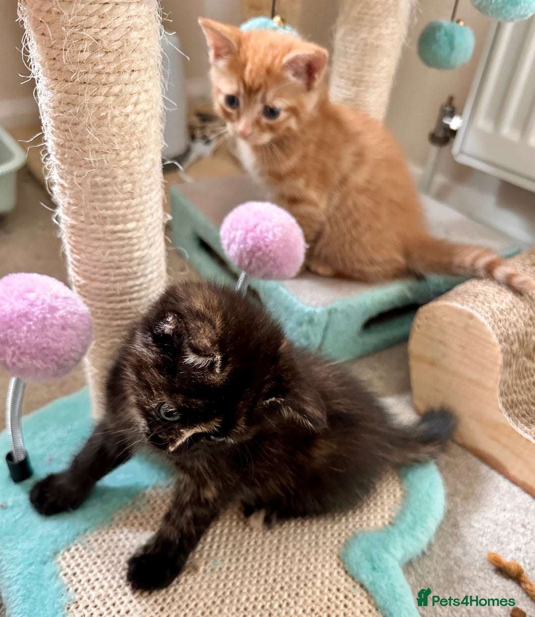 Mixed Breed cats for sale: Amiable bengal mix tabby kittens - Image 19