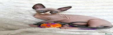 Sphynx 1