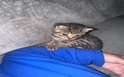 British Shorthair cats for sale: British short hair cross breed - Image 5