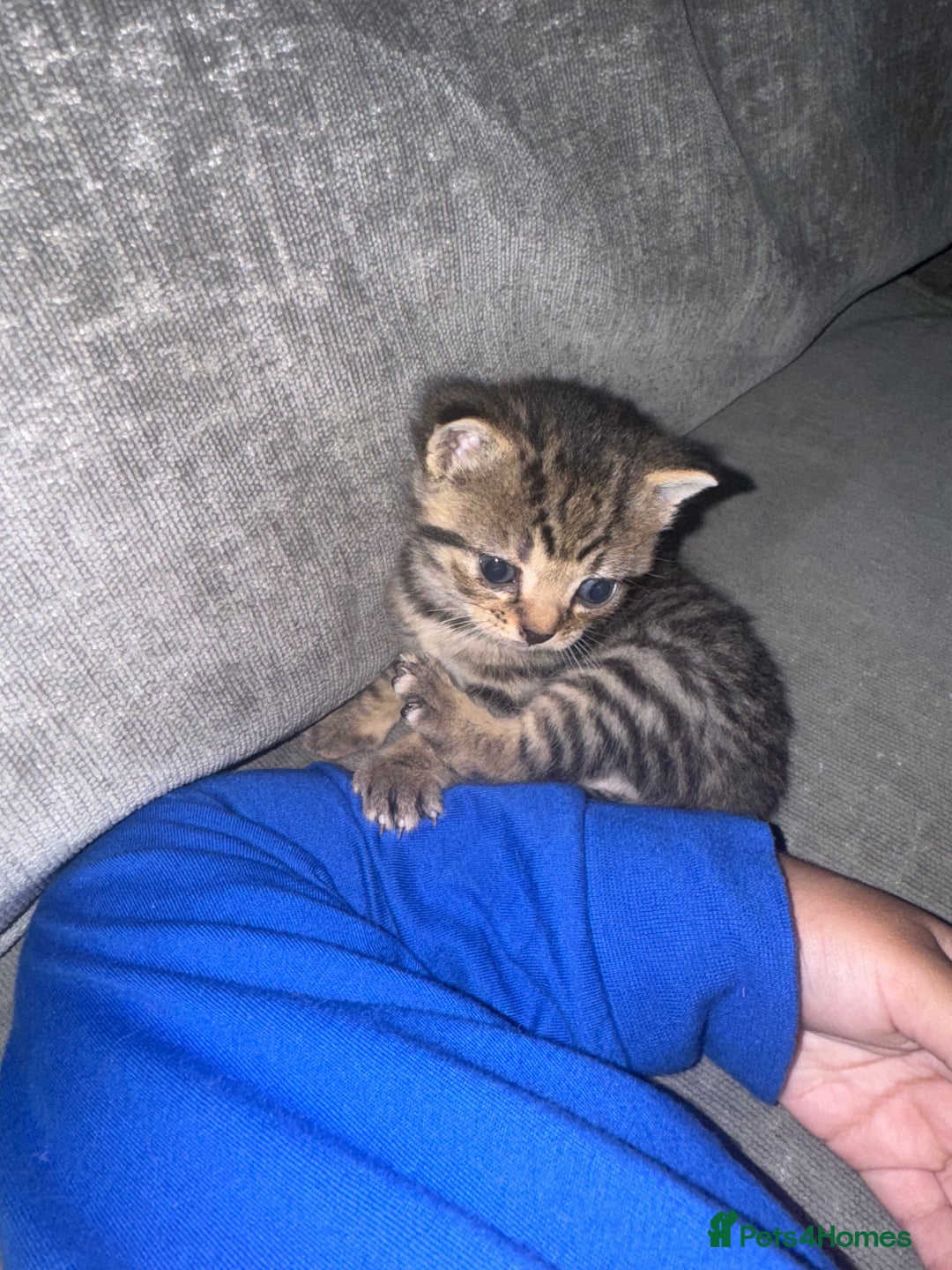 British Shorthair cats for sale: British short hair cross breed - Image 5