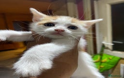 Domestic Shorthair cats for sale: Dog friendly!  - Image 9