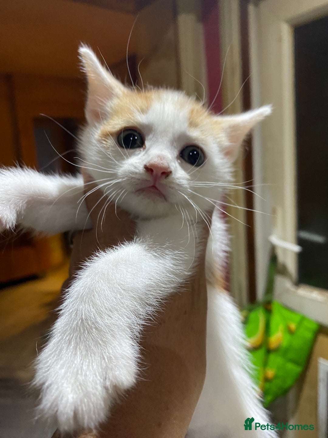Domestic Shorthair cats for sale: Dog friendly!  - Image 9