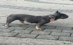 French Bulldog dogs for sale: 4 year old French bulldog - Image 5