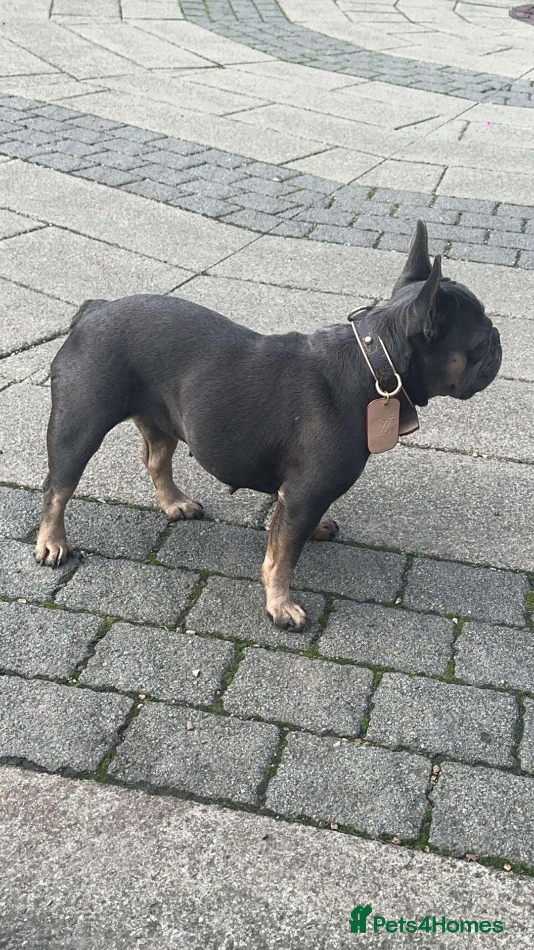 French Bulldog dogs for sale: 4 year old French bulldog - Image 5