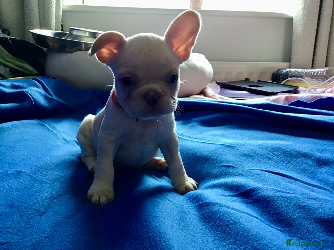 French Bulldog dogs for sale: French bulldog puppies  - Image 6