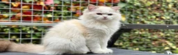 Ragdoll cats for sale: Last litter girl ready to leave  - Advert 5