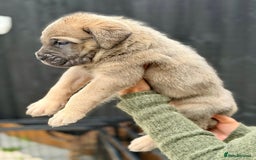 Mixed Breed dogs for sale: Mastiff pups available  - Image 6