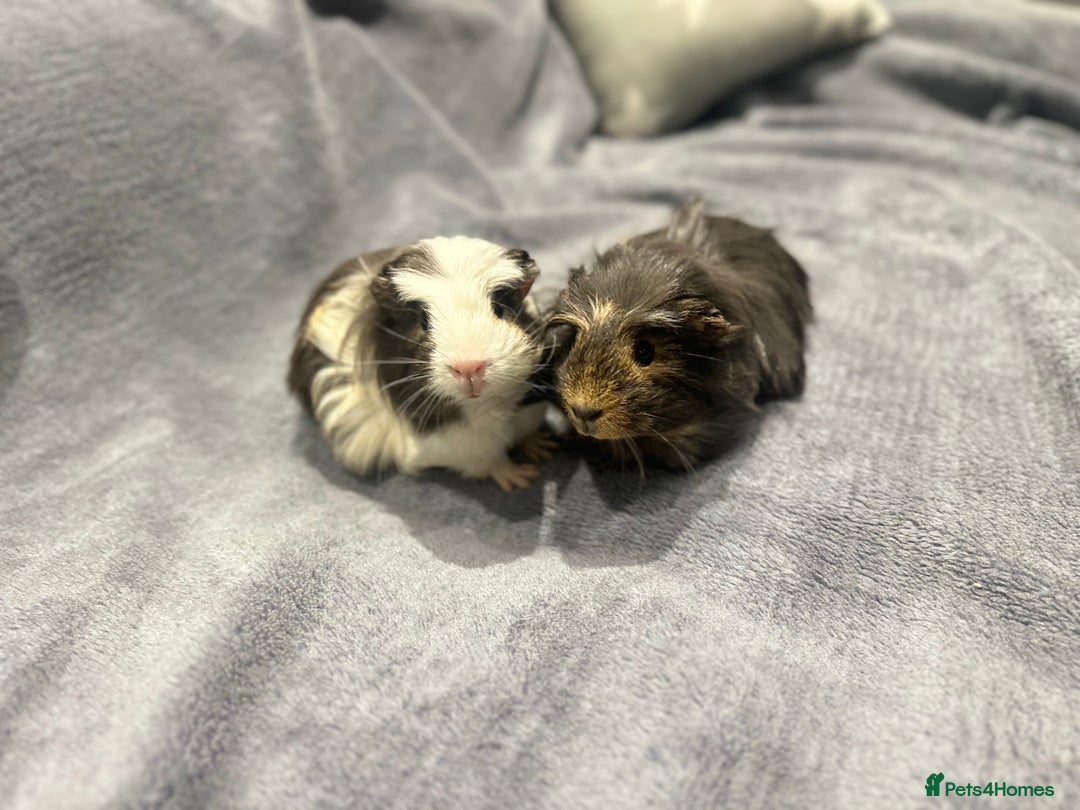 Guinea Pig rodents for sale:  Female Guinea pigs - Advert 10