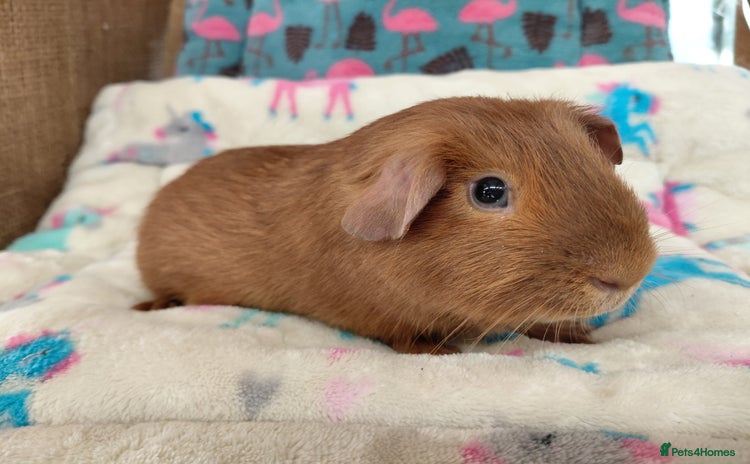 Guinea Pig rodents Baby Merino Boar / Young Adult Sheltie Boar  RTL  - Advert 11