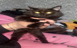 Mixed Breed cats for sale: 2 beautiful maincoone mixed breed kittens s - Image 2